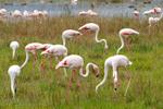 Lake Nakuru/IMG_1584